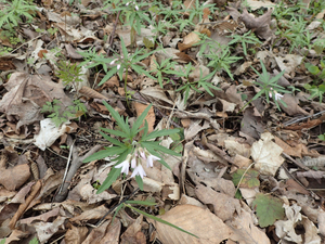 Photo By: Julie Lundgren. Photo taken: Cayuga County, NY on 1 May 2019
